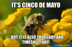 Good Guy Bee