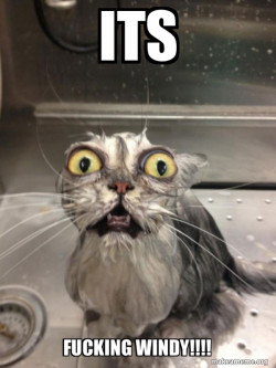 Cat bath