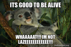 Laid Back Koala