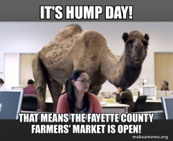 Hump Day Camel