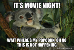 Laid Back Koala