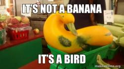 Gourd Advice Mallard