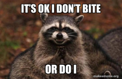 Evil Plotting Raccoon