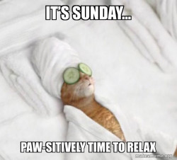 Pampered Cat Meme
