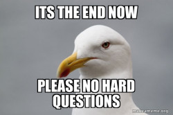 Stuff That Didn't Happen Seagull