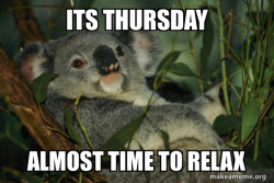 Laid Back Koala