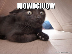 Schitzo Cat