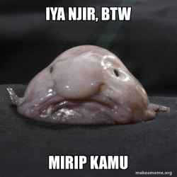 Blobfish