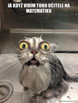 Cat bath