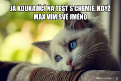 First World Cat Problems