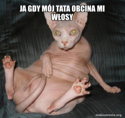 Hairless Cat