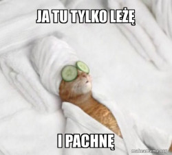 Pampered Cat Meme
