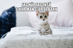 Cute Kitten