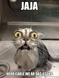 Cat bath