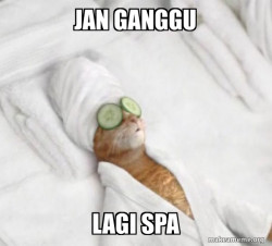 Pampered Cat Meme