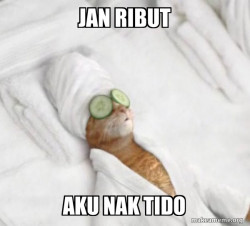 Pampered Cat Meme