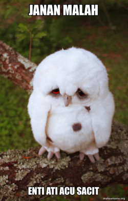 Sad Owl