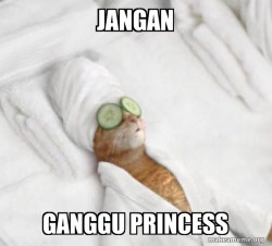 Pampered Cat Meme