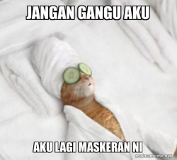 Pampered Cat Meme