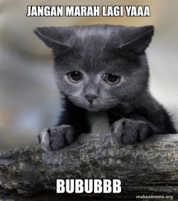 Confession Cat