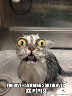 Cat bath