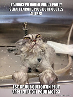 Cat Bath Returns