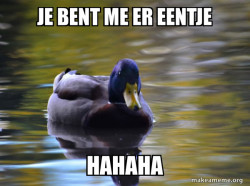 Zen Advice Mallard