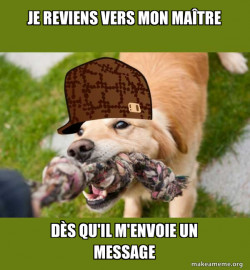 Scumbag dog
