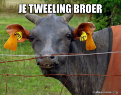 Hairless Cow
