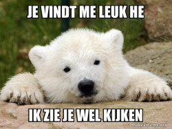 Popular Opinion Bear