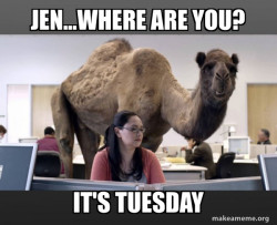Hump Day Camel