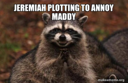 Evil Plotting Raccoon