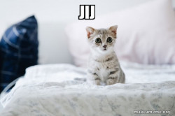 Cute Kitten