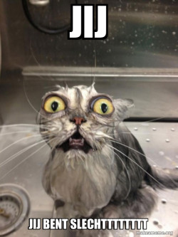 Cat bath