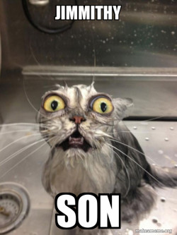 Cat bath