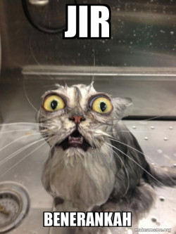 Cat bath