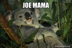 Laid Back Koala