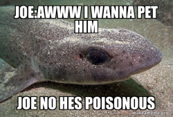 Dirty Joke Dogfish