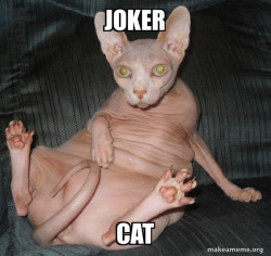 Hairless Cat