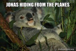 Laid Back Koala