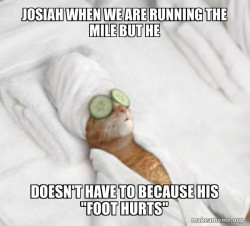 Pampered Cat Meme