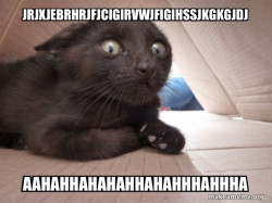 Schitzo Cat