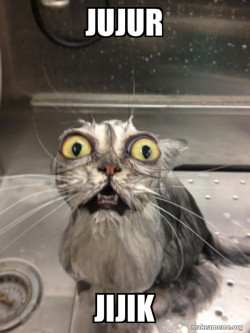 Cat bath
