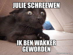 Schitzo Cat