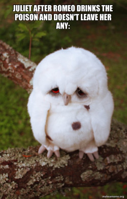 Sad Owl