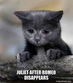 Confession Cat