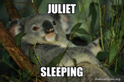 Laid Back Koala