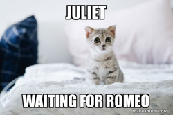 Cute Kitten