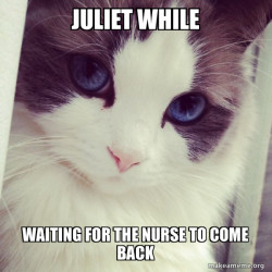 Ridiculously Photogenic Cat