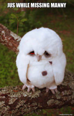 Sad Owl
